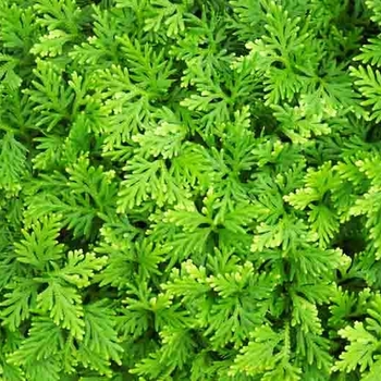 Selaginella kraussiana 'Frosty' 