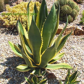 Agave salmiana 'Butterfingers'' 