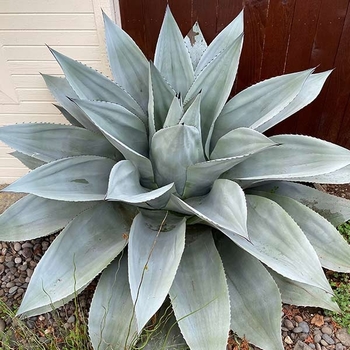 Agave ovatifolia 'Frosty Blue' 