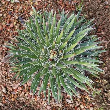Agave x leopoldii
