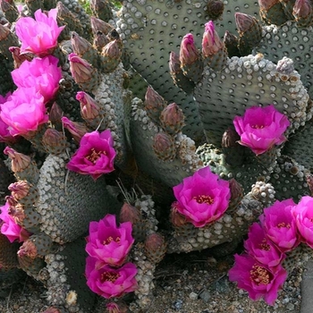 Opuntia basilaris