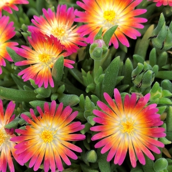 Delosperma 'Ruby' PP23453