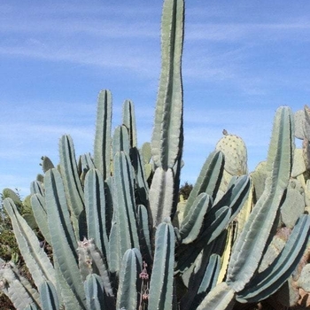 Cereus repandus
