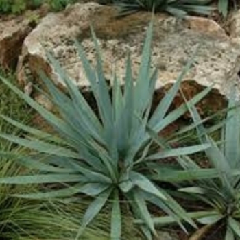 Yucca pallida
