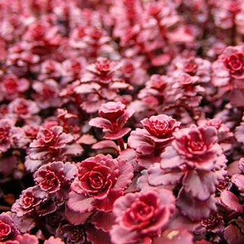 Sedum 