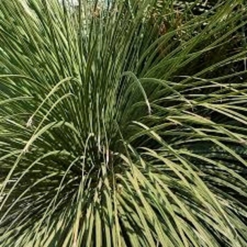 Dasylirion longissimum