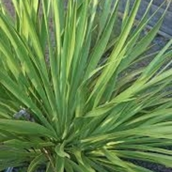 Yucca rupicola