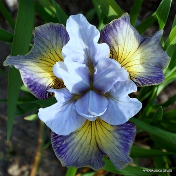 Iris sibirica 'Sun Comes Up'
