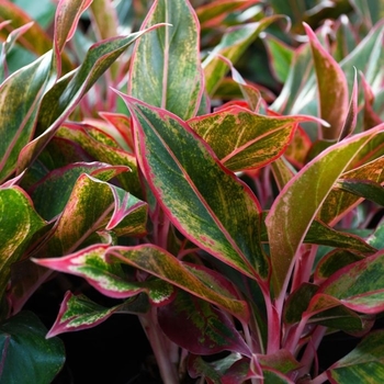 Aglaonema 'Siam Aurora'