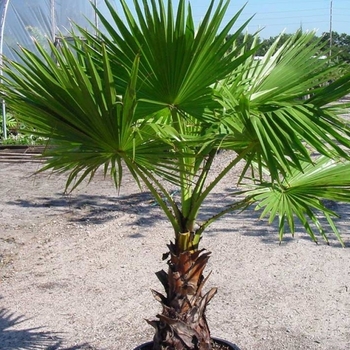 Washingtonia robusta