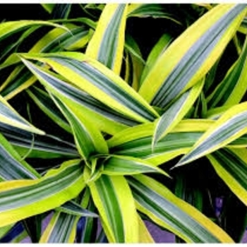 Dracaena warneckii 'Goldstar' 