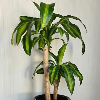 Dracaena massangeana