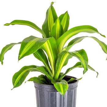 Dracaena fragrans 'Golden Heart' 