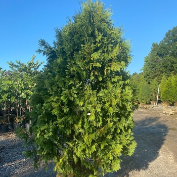 Thuja occidentalis 'Dark Green' 
