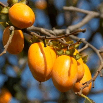 Diospyros kaki 'Fuyu'