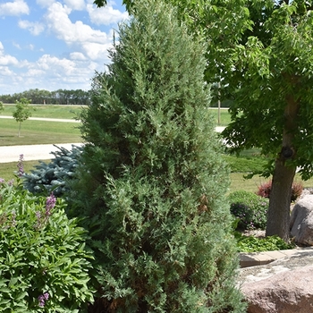 Juniperus scopulorum 'Medora'
