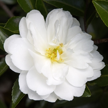 Camellia sasanqua 'Mine-no-yuki' 