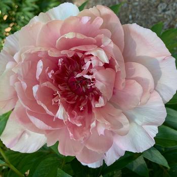Paeonia 'Lacey Ryan™'