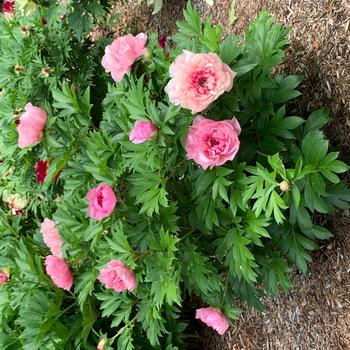 Paeonia Garden Candy® 'Lacey Ryan™' (317372)