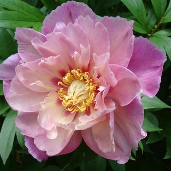 Paeonia 'Sweet Treat&trade;' 
