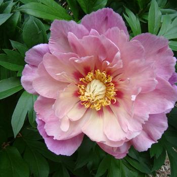 Paeonia Garden Candy® 'Sweet Treat™' (317379)