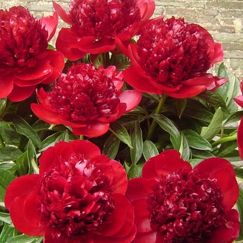 Paeonia 'Red Charm'