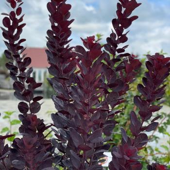 Cotinus coggygria 'Kolmagipur' PPAF