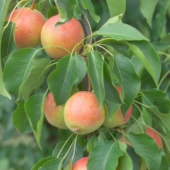 Pyrus pyrifolia 'Juicy Jewel&trade;' PP19821P2
