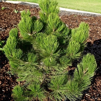 Pinus leucodermis 'Compact Gem' 