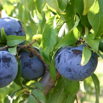 Prunus 'Lydecker' PP16621