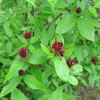 Calycanthus floridus 'Michael Lindsey' 