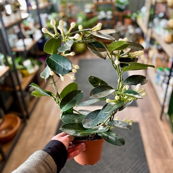 Stephanotis floribunda