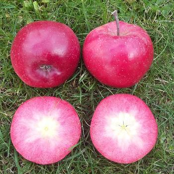 Malus Fruit Snacks® 'All Red™' (317447)