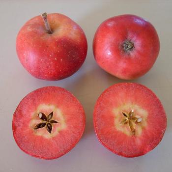 Malus Fruit Snacks® 'All Red™' (317448)