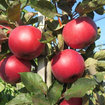 Malus 'UEB 4772/1' PPAF