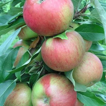 Malus 'UEB 4848/4' PPAF