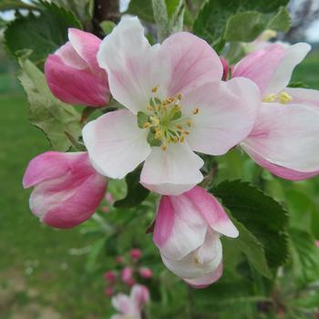 Malus Fruit Snacks&reg; 'Sweet Treat&trade;' (317454)