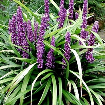 Liriope muscari 'Super Blue' 