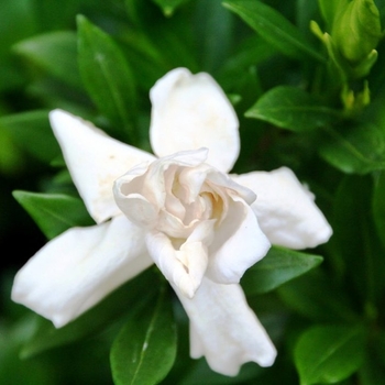 Gardenia jasminoides 'Radicans' 