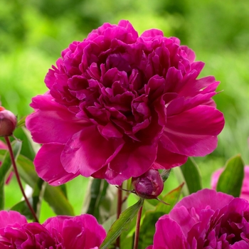 Paeonia lactiflora 'Karl Rosenfeld' 