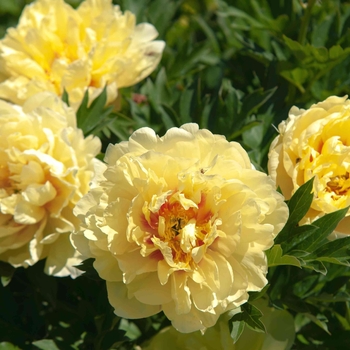 Paeonia 'Huang Guan' 