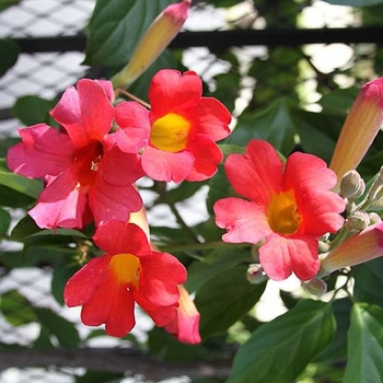 Distictis buccinatoria