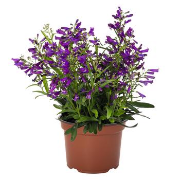 Penstemon barbatus 'Pristine Night Shade' 