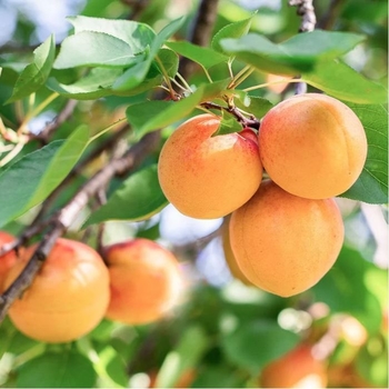 Prunus armeniaca 'Blenheim' 