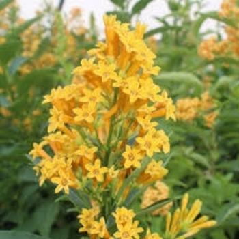 Cestrum aurantiacum 'Orange Zest' 