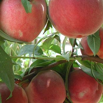 Prunus persica 'Burpeach44'