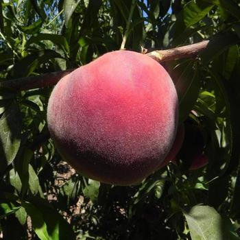 Prunus persica 'Burpeach43' 