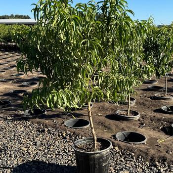 Prunus persica Fruit Snacks® 'Sweet Sensation™' (317604)