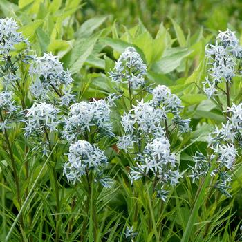 Amsonia 'Bases Loaded'