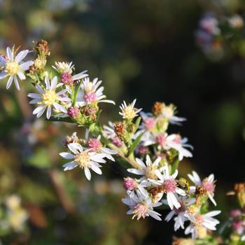 Aster lateriflorum
